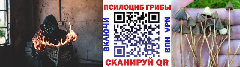 Купить закладки Киреевск Галлюциногенные грибы Cubensis